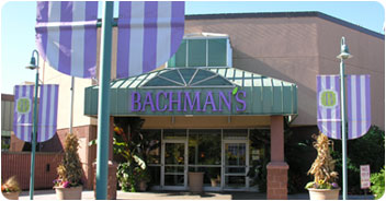 Bachman's